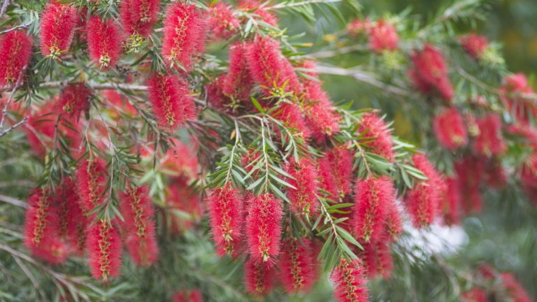 Comment faire pousser une plante en forme de brosse à bouteille – pour des fleurs pourpres inhabituelles et percutantes Comment faire pousser une plante en forme de brosse à bouteille – pour des fleurs pourpres inhabituelles et percutantes