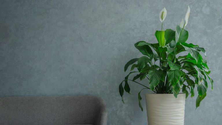 Que faire avec un lis de la paix après la floraison – les experts expliquent comment encourager le retour des fleurs qui durent plus longtemps