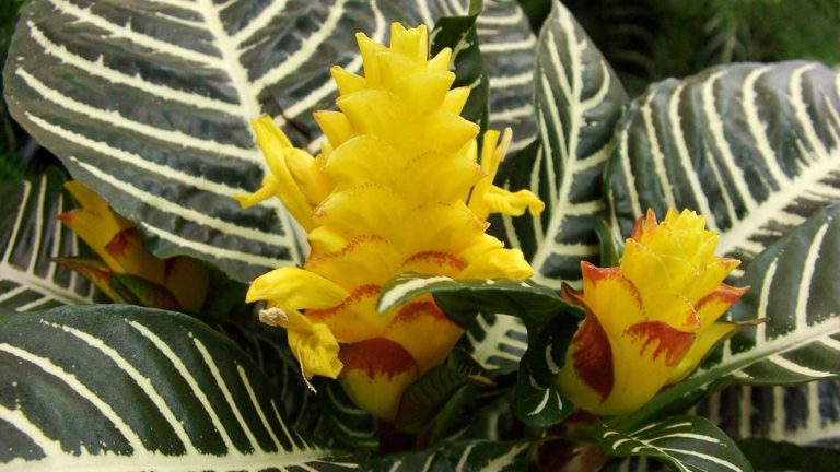 Comment prendre soin d’une plante zèbre – conseils d’experts pour garder ces fabuleuses plantes d’intérieur en bonne santé