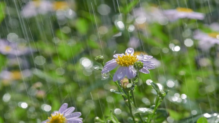 Comment protéger les plantes des fortes pluies – 5 conseils de pro, ainsi que des conseils d'experts sur ce qu'il faut faire après une averse