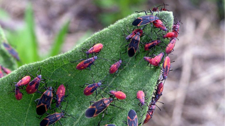 Comment repousser les punaises du boxelder de votre jardin – conseils d'experts pour éloigner ces feuilles de vos plantes