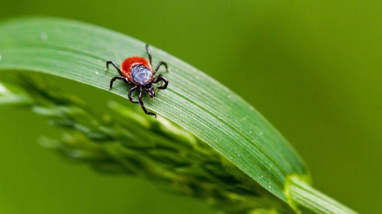 Comment repousser les tiques dans votre jardin – 5 méthodes expertes pour les empêcher d'entrer