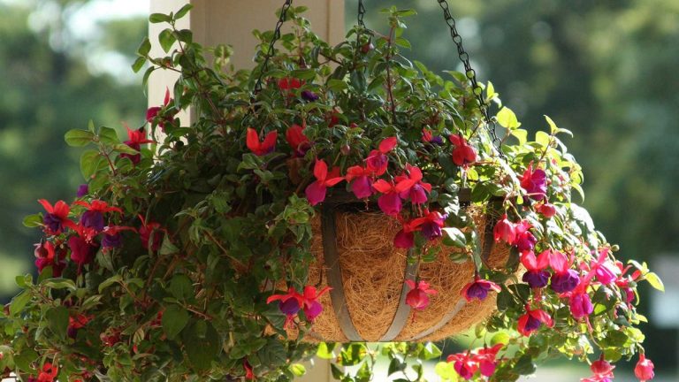 Comment prendre soin des fuchsias dans un panier suspendu – conseils de pro sur l'arrosage, l'emplacement et plus encore