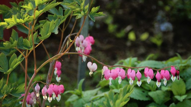 Comment faire pousser un cœur saignant – la plante vivace tolérante à l’ombre avec des fleurs frappantes