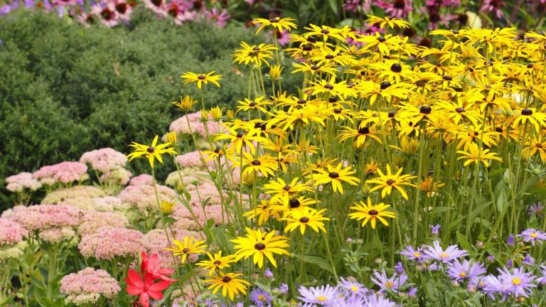 7 plantes vivaces à couper en juin – découvrez les bienfaits de couper les plantes herbacées à floraison estivale
