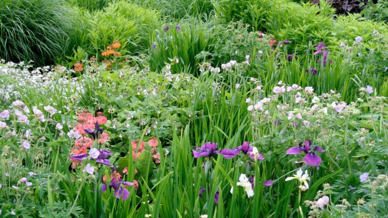 Meilleures plantes résistantes aux inondations – 12 choix d’experts qui prospèrent dans un sol gorgé d’eau Meilleures plantes résistantes aux inondations – 12 choix d’experts qui prospèrent dans un sol gorgé d’eau