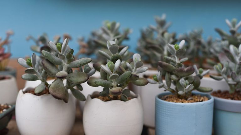 Comment arroser une plante de jade – et pourquoi un sous-arrosage pourrait être meilleur pour sa santé Comment arroser une plante de jade – et pourquoi un sous-arrosage pourrait être meilleur pour sa santé