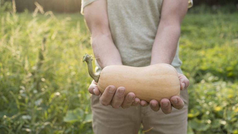 Comment réussir la culture de la courge musquée – du semis des graines à la récolte des fruits Comment réussir la culture de la courge musquée – du semis des graines à la récolte des fruits