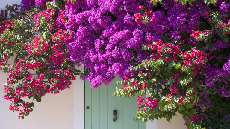 Pourquoi mes bougainvilliers ne fleurissent-ils pas ? Conseils d'experts pour redonner vie à votre plante Pourquoi mes bougainvilliers ne fleurissent-ils pas ? Conseils d'experts pour redonner vie à votre plante