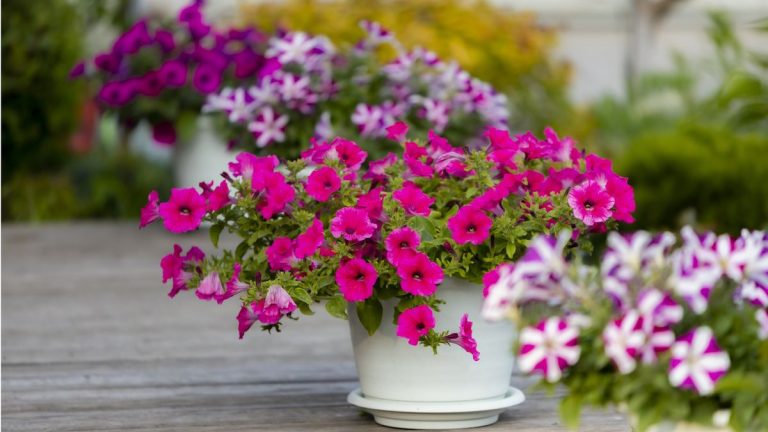 Comment faire pousser des pétunias en pots – conseils d’experts pour une présentation spectaculaire en pot