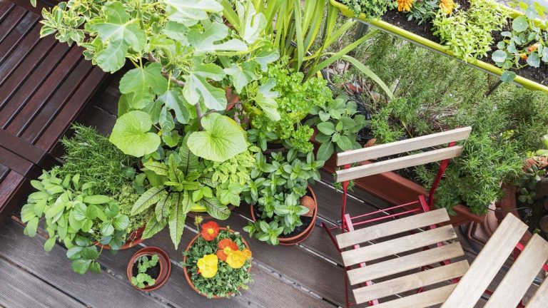 Comment jardiner sur un balcon exposé au sud – 3 façons de créer un jardin en pot pour le soleil direct