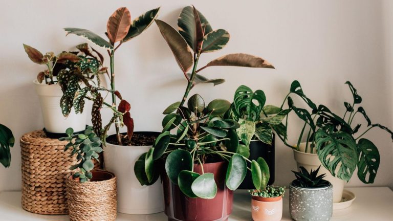 Cette astuce avec du café moulu a permis à mes plantes d'intérieur de rester en bonne santé pendant des années