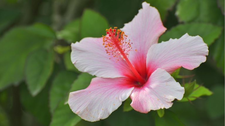 Comment fertiliser l'hibiscus – ainsi que des conseils d'experts pour savoir quand le faire pour une floraison abondante