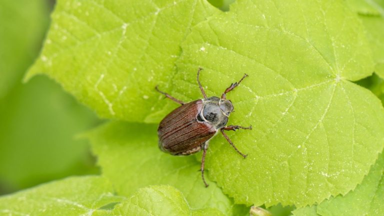 Comment repousser les punaises de juin de votre jardin – conseils d'experts pour protéger vos plantes