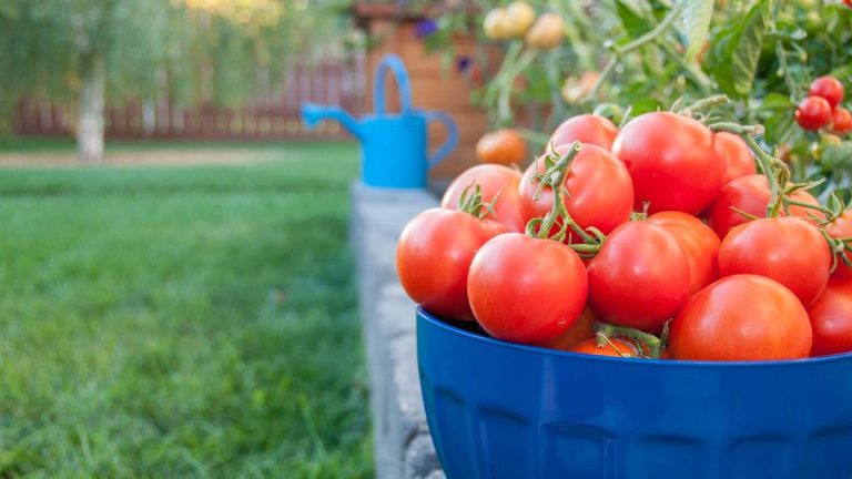 Comment fabriquer votre propre engrais pour tomates – pour des plantes prospères et des récoltes alléchantes