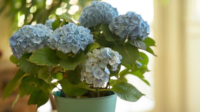Comment prendre soin d’un hortensia à l’intérieur – conseils d’experts pour ces belles fleurs Comment prendre soin d'un hortensia à l'intérieur – conseils d'experts pour ces belles fleurs