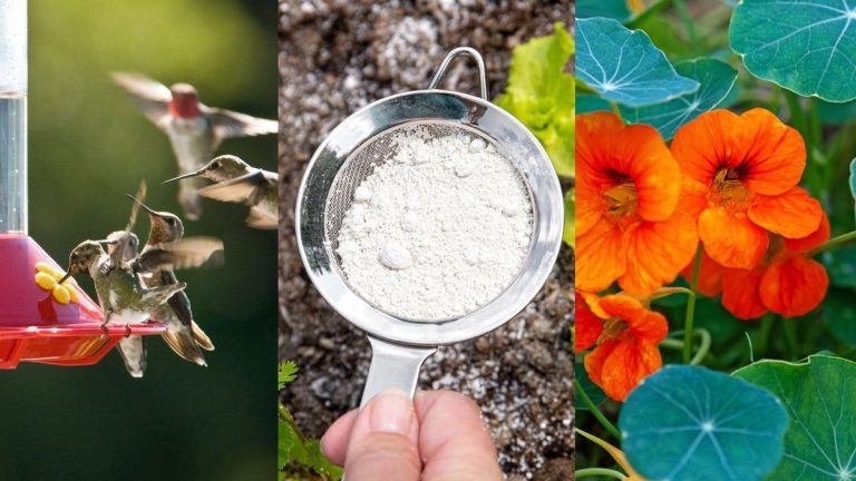 Méthodes naturelles de lutte antiparasitaire – 7 techniques écologiques qui ne nuiront pas à votre jardin Méthodes naturelles de lutte antiparasitaire – 7 techniques écologiques qui ne nuiront pas à votre jardin