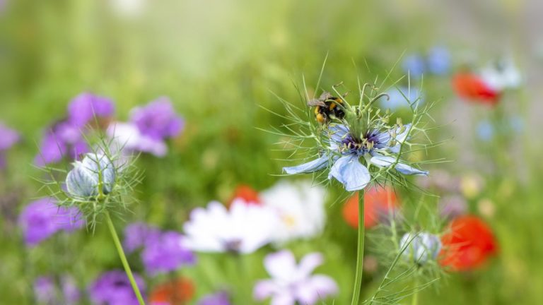 Meilleures annuelles à floraison rapide – pour remplir vos bordures de fleurs en un temps record Meilleures annuelles à floraison rapide – pour remplir vos bordures de fleurs en un temps record