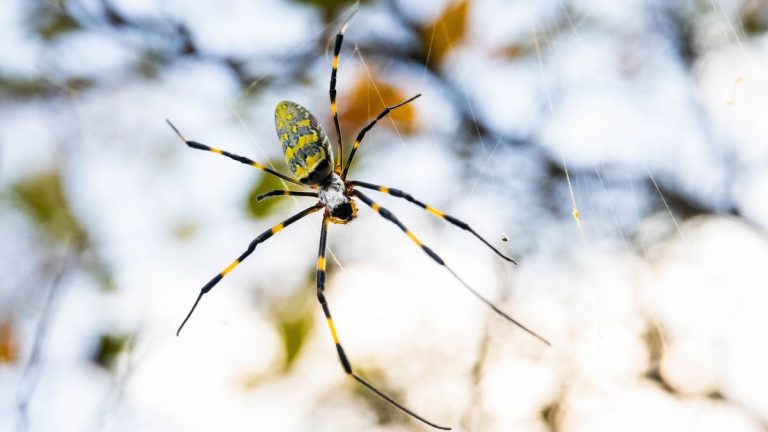 Les araignées Joro « volantes » visitent les jardins à travers les États-Unis – voici comment elles pourraient affecter vos plantes Les araignées Joro « volantes » visitent les jardins à travers les États-Unis – voici comment elles pourraient affecter vos plantes