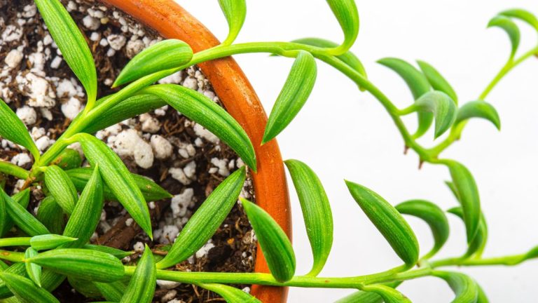 Comment entretenir un chapelet de bananiers – une vigne rampante avec une forme unique Comment entretenir un chapelet de bananiers – une vigne rampante avec une forme unique