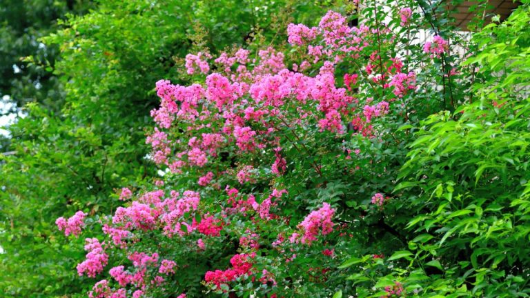 Comment propager le myrte crêpe – conseils d’un jardinier professionnel pour des boutures réussies cet été Comment propager le myrte crêpe – conseils d'un jardinier professionnel pour des boutures réussies cet été