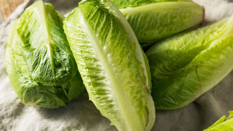 Comment faire pousser de la laitue romaine à partir de graines – pour une récolte savoureuse de feuilles croquantes et sucrées