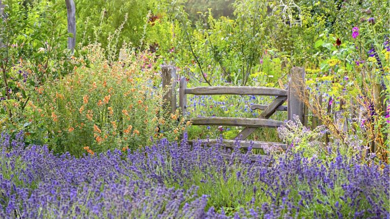 Meilleures plantes compagnes de lavande – 8 plantes à associer avec ces fleurs parfumées