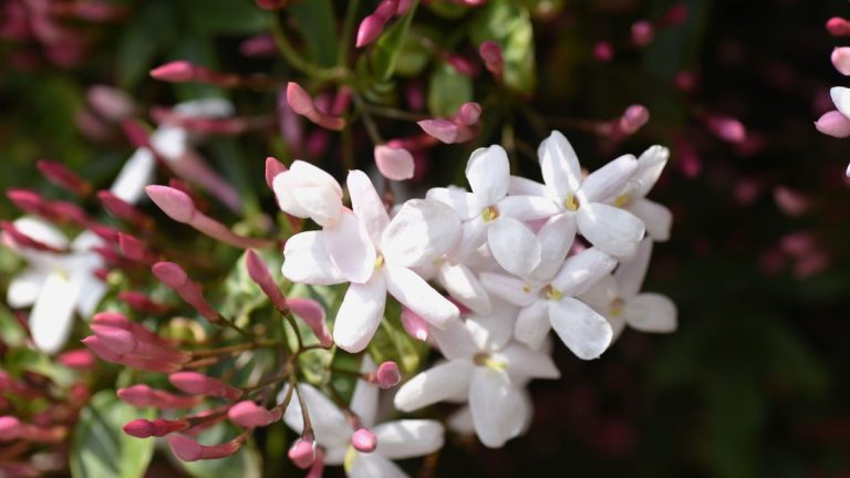 Comment et quand fertiliser le jasmin – pour des plantes grimpantes saines et pleines de fleurs