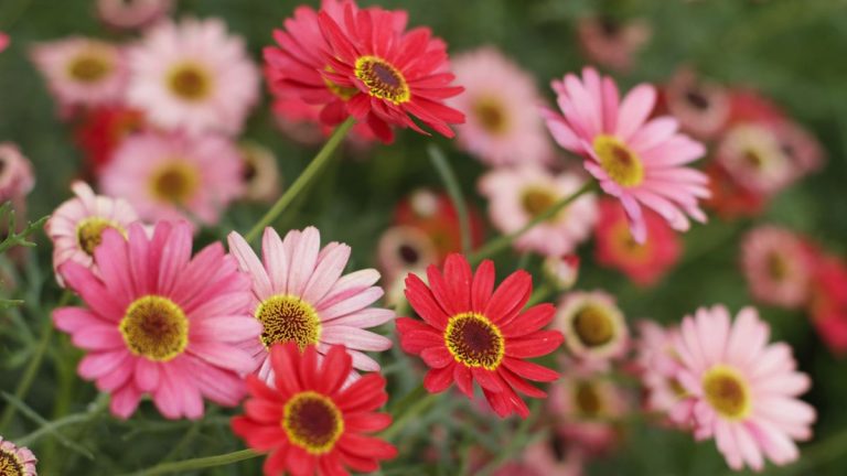 Comment faire pousser et entretenir les gerberas – conseils d’experts pour créer un affichage lumineux qui dure plus longtemps