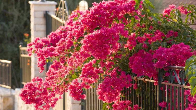 Comment fertiliser les bougainvilliers – pour des fleurs éclatantes