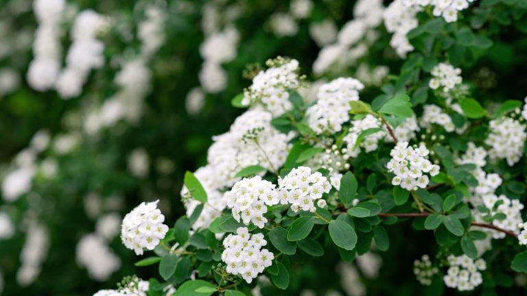 Meilleures variétés de spirées : 10 superbes arbustes pour des fleurs et un feuillage fantastiques