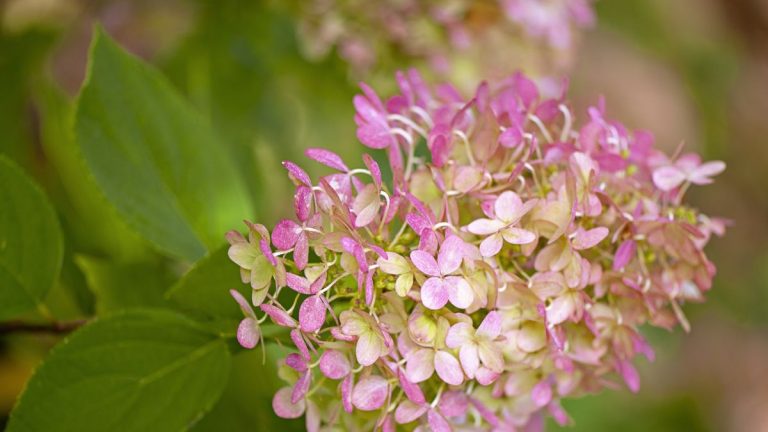 Que planter avec des hortensias – 10 superbes plantes compagnes
