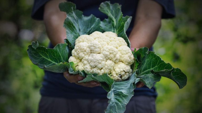 Comment et quand récolter le chou-fleur pour un caillé tendre et sucré