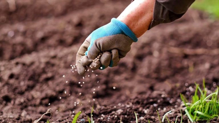 7 erreurs courantes de fertilisation et comment éviter de les commettre dans votre jardin