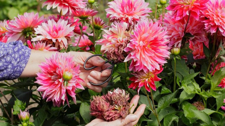 Erreurs de tête morte – 5 erreurs de taille à éviter lors du rangement de vos plantes en fleurs
