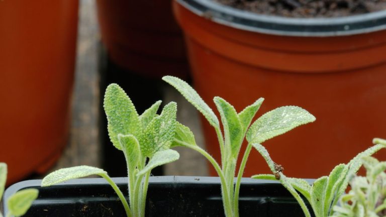 Comment propager la salvia – conseils d’experts pour réussir des boutures de résineux