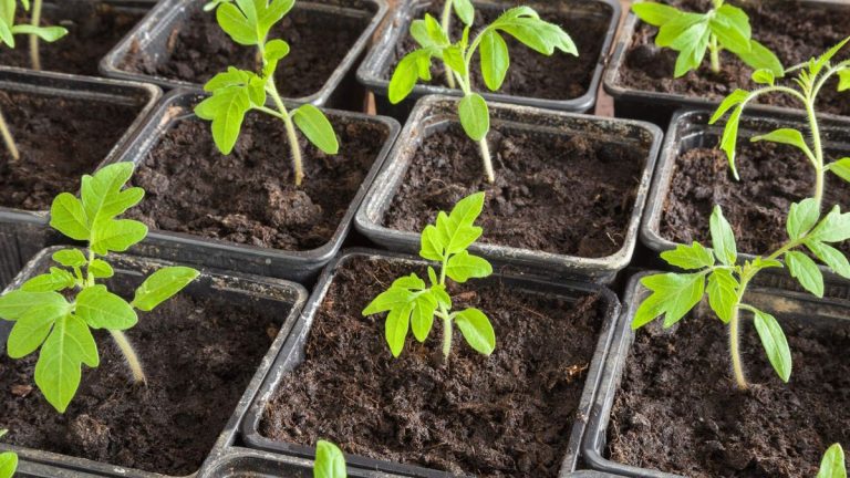 Pourquoi mes plants de tomates jaunissent-ils ?  Les coupables courants révélés et comment y remédier