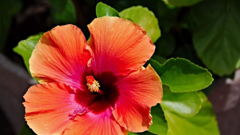 Comment multiplier les arbustes d’hibiscus – conseils d’experts pour le prélèvement de boutures de plantes