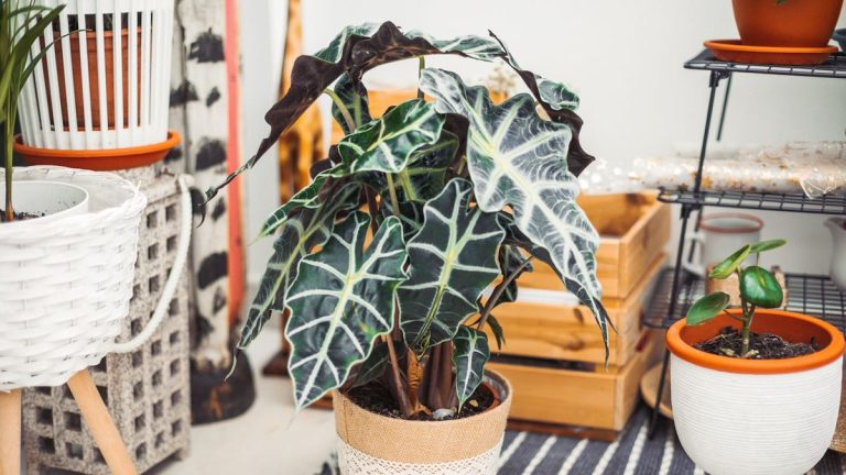 Comment propager une alocasia – découvrez 3 méthodes pour de nouvelles plantes saines