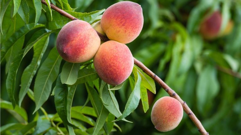 Comment cultiver et entretenir des pêchers – 3 conseils d’experts pour une récolte abondante de fruits juteux et de belles fleurs