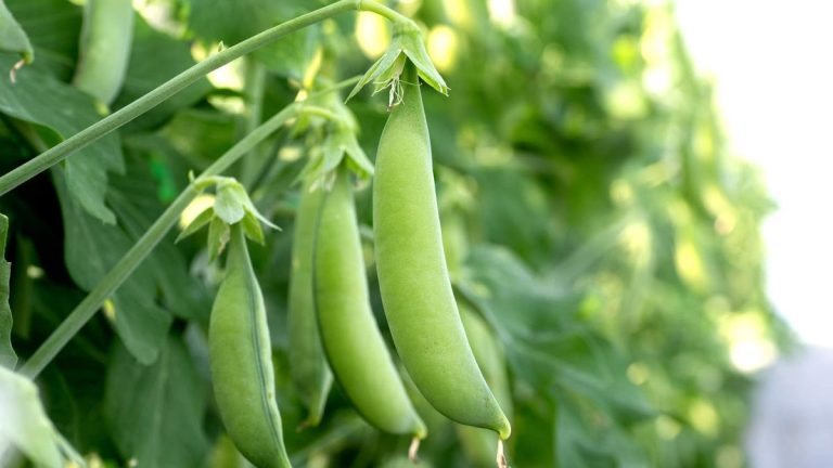Comment et quand récolter les pois mange-tout pour obtenir des gousses jeunes, tendres et sucrées