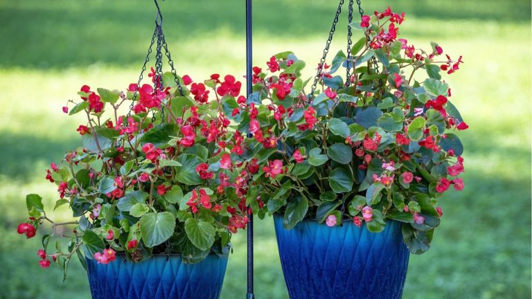 Comment faire pousser des bégonias en pot – 5 conseils d’experts pour que ces plantes à fleurs soient heureuses en pot