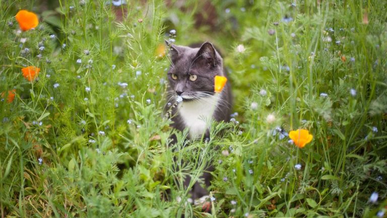 4 façons simples et humaines de dissuader les chats errants de votre maison et de votre jardin 4 façons simples et humaines de dissuader les chats errants de votre maison et de votre jardin