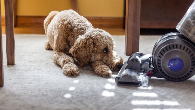 4 signes indiquant que vous avez une infestation de puces – et des conseils d'experts à ne pas ignorer