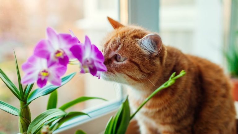 Les orchidées sont-elles toxiques pour les chats ? Voici ce que les experts vétérinaires recommandent de savoir avant de cultiver ces plantes à proximité des félins