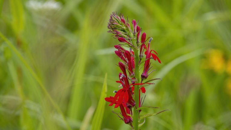 Comment faire pousser des fleurs cardinales – pour une plante vivace indigène aux fleurs pourpres éclatantes