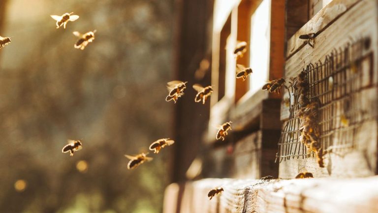 Comment retirer les abeilles de votre maison en toute sécurité – conseils humains pour déplacer un nid d'abeilles