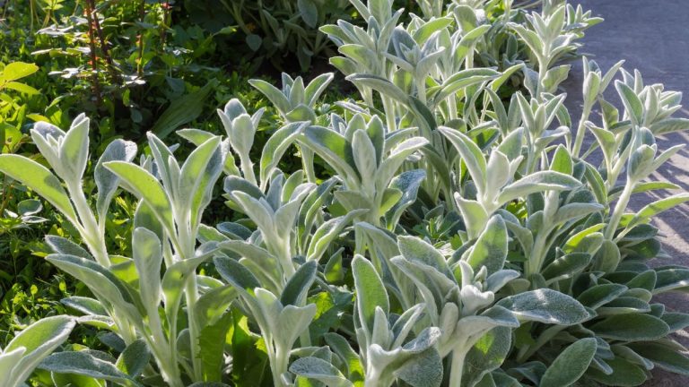 Les meilleures plantes couvre-sol en plein soleil – 6 options attrayantes qui peuvent tolérer le soleil direct et un sol sec
