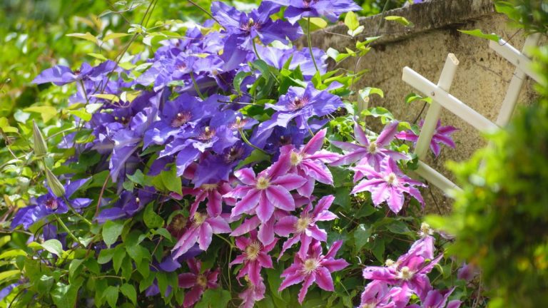 Pourquoi ma clématite a-t-elle des feuilles jaunes et brunes ? Conseils d'experts pour des plantes grimpantes en meilleure santé