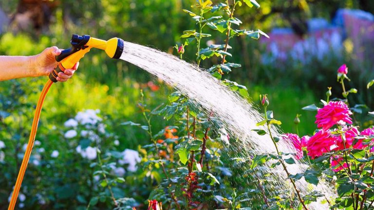 Comment arroser les plantes pendant une vague de chaleur – conseils d’experts pour aider votre jardin à lutter contre la chaleur